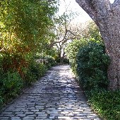 Gardens of Charleston - Anson Street