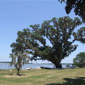 Old Dominion Plantation