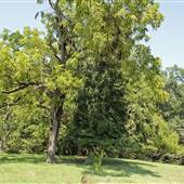 The Columns - Rankin-Harwell House - Fields, Woods, Creeks, Ponds