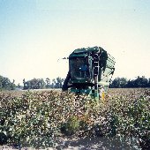 Cotton Field
