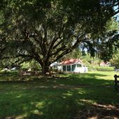 Oakland Plantation - Oyster Ring