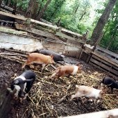 Willy's Hog Farm