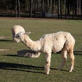 Carolina Pride Pastures