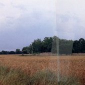 Clarendon Plantation Tree #2