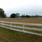 Sease Angus Farm