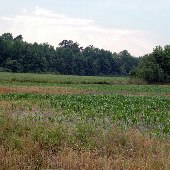 Farmlands of Batesburg-Leesville
