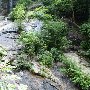 Twin Falls (aka Reedy Cove Falls)
