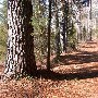 Chester State Park