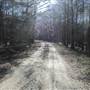 Middleton Place - Swamps Early March