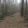 Beidler Forest Audubon Center & Sanctuary - 4 Hole Swamp (Area 2)
