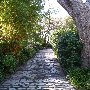 Gardens of Charleston - Anson Street