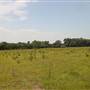Legare Farms - Power Line Field