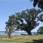 Old Dominion Plantation
