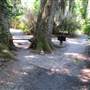 Magnolia Plantation & Gardens MAY LOOKS - Around the Lake to White Bridge