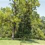 The Columns - Rankin-Harwell House - Fields, Woods, Creeks, Ponds