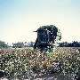 Cotton Field