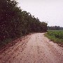 Winding Woods Road