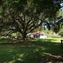 Oakland Plantation - Oyster Ring