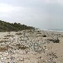 Botany Bay Plantation Heritage Preserve (Various looks)
