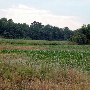 Farmlands of Batesburg-Leesville