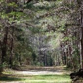 Caw Caw Interpretive Center - Wooded area
