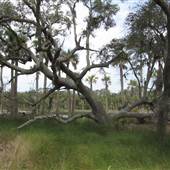 Hunting Island State Park - Lagoon - Shot from East Side