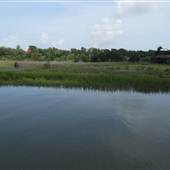 Marsh Grass @ Charleston Harbor Resort Marina
