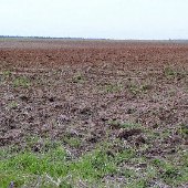 Wannamaker Farms (Wheat Fields)