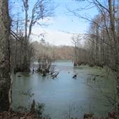 Fairlawn Plantation Swamp - Area 1