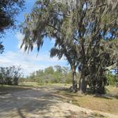 Boone Hall Plantation - Dike on Swamp Pond (March 2012)