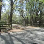 Charleston Vineyard