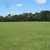 Boone Hall Plantation - Old Polo Field MAY LOOK