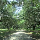 Nemours Wildlife Foundation - Entry Drive to Main House