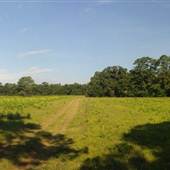 Dungannon Plantation -  Blueberry Hill