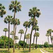 Charleston Region Tropical Dirt Rural Roads