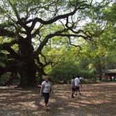 Angel Oak Park