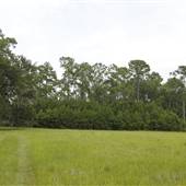 Hobcaw Barony - Barnyard Field