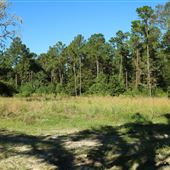 Middleton Place - Wild Meadow Field - Late October 2018