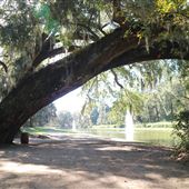 Middleton Place - Lovely Paths & Bridges - Late October 2018