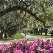 Boone Hall Plantation - Oak Alley / House End (March 2019)