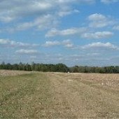 Darby Farms - Blackjacks