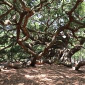 Angel Oak Park