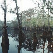 Pitts Landing