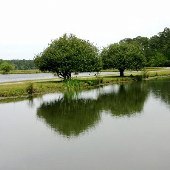Brosnan Woods