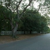 Neighborhood Tree - Alhambra