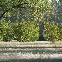Peach Orchard