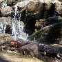 Caesars Head State Park - Wildcat Branch Falls