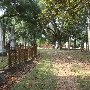 New Orleans Look (Charleston)