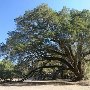 Hampton Plantation State Park