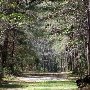 Caw Caw Interpretive Center - Wooded area